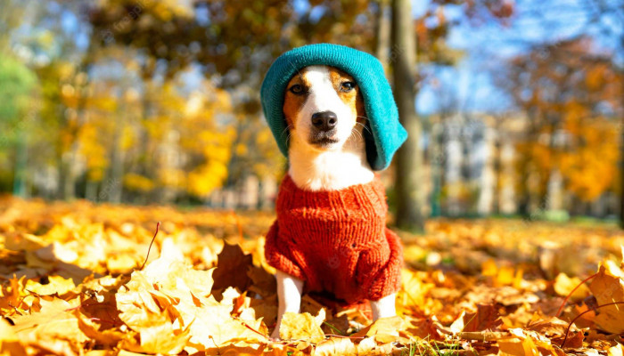 Autumn Dog Wallpaper