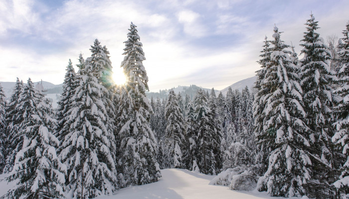 Snow Trees Wallpaper