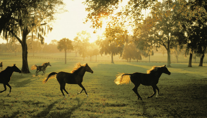 Horse Ranch Wallpaper