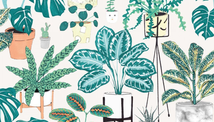 House Plant Wallpaper