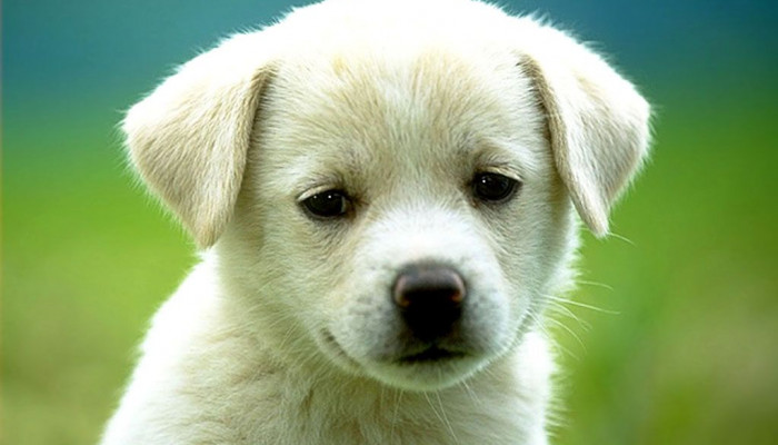 Cute Little Dog Wallpaper