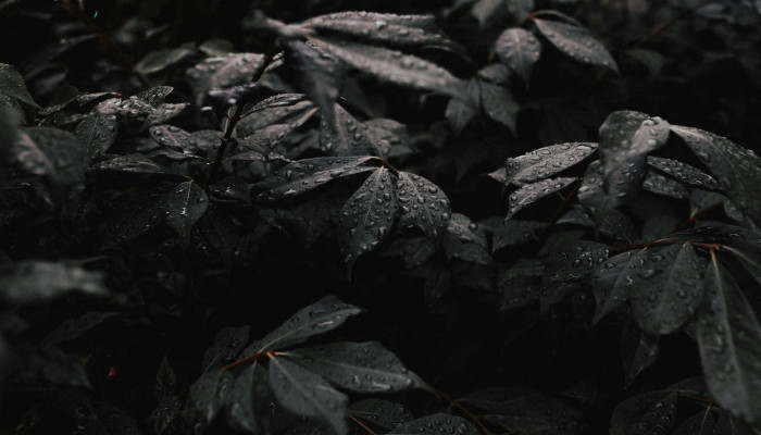 Black Leaves Wallpaper