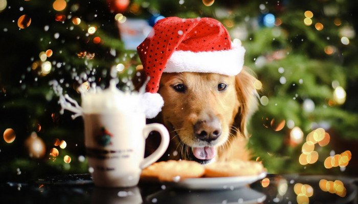 Golden Retriever Christmas Wallpaper