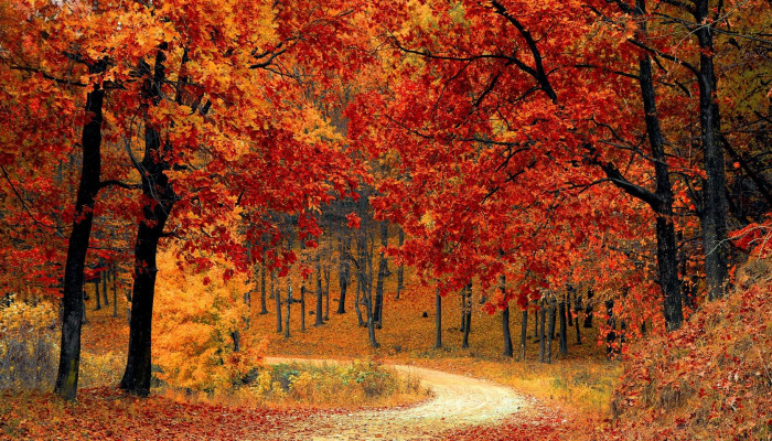 Orange Autumn Wallpaper