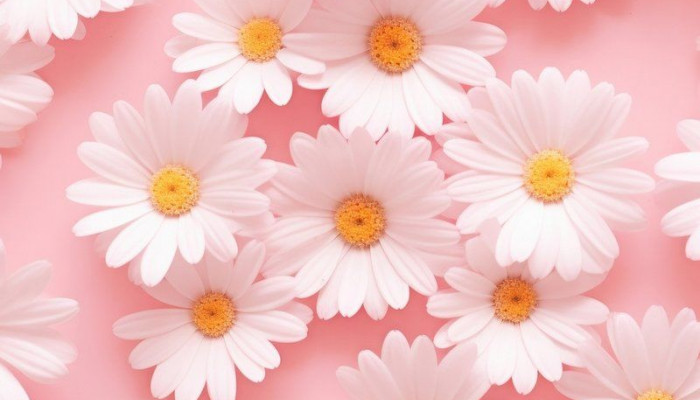 Pink Aesthetic Phone Wallpaper