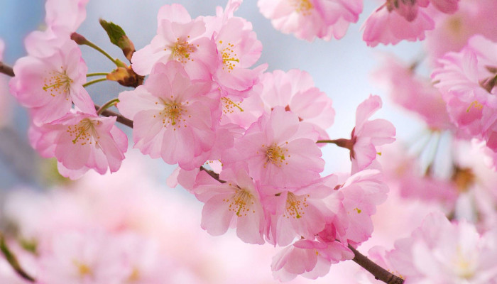 Cherry Blossom Aesthetic Desktop Wallpaper