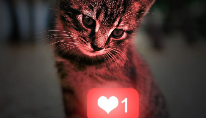 Kitten Heart Wallpaper