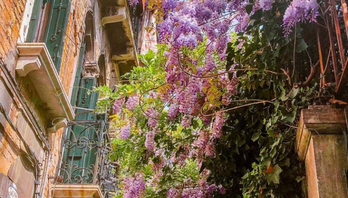 Italy Flowers Wallpaper