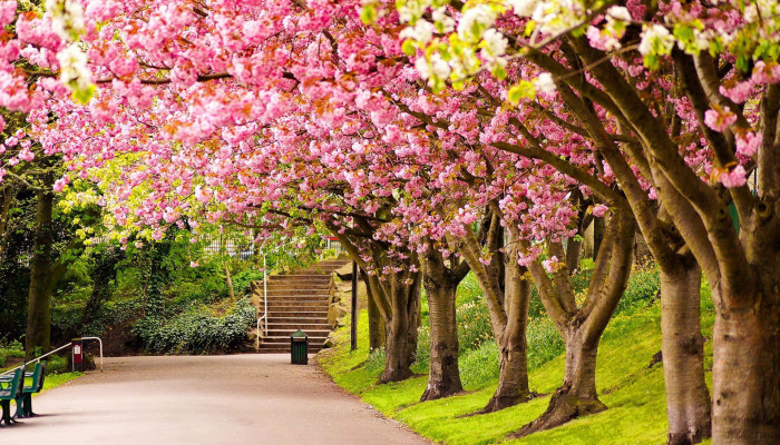Spring Park Wallpaper