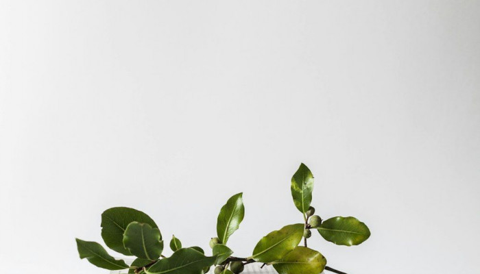 Minimalist Plant Wallpaper