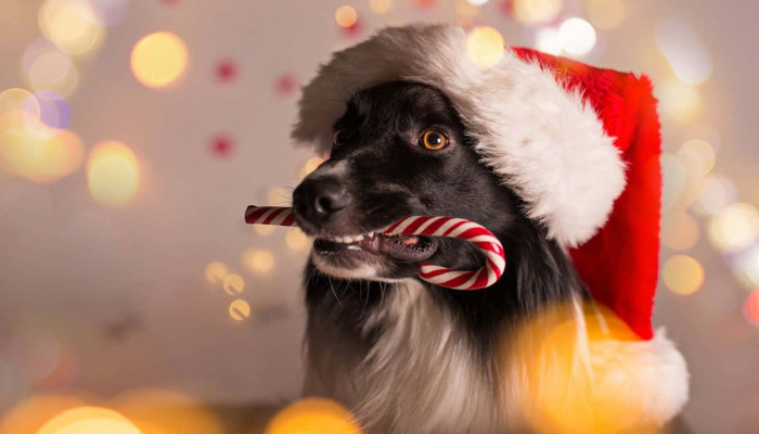 Dog Christmas Wallpaper